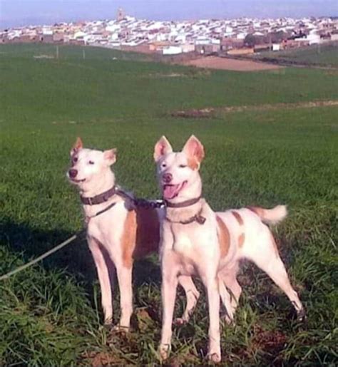 podenco paternino|PODENCO PATERNINO DE HUELVA O。